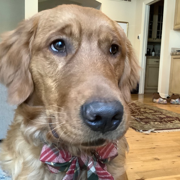 Meet your Posher, Bridgett - Picture 1 of 1